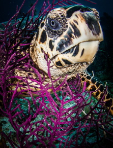 Grazing turtle.. they eat the weirdest things by Steven Miller 